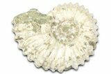 Bumpy Ammonite (Douvilleiceras) Fossil - Madagascar #361149-1